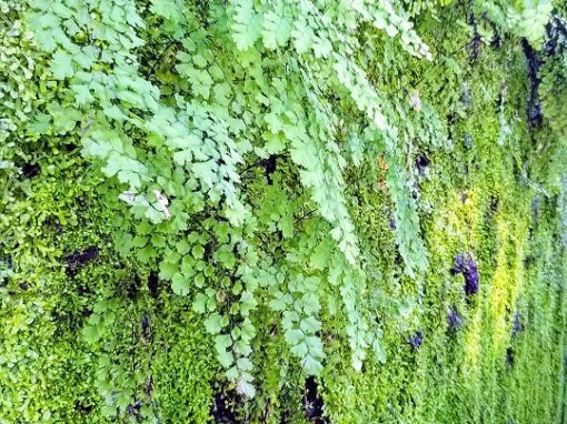 Eine mit sattgrünem Farn und Moos bewachsene Wand.