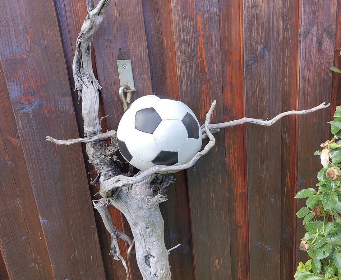 Eine vertrocknete, verschlungene Wurzel an einer Holzwand. Zwischen den Ende der Wurzel ist ein Fußball eingequetscht.