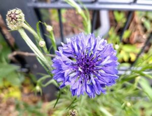Kornblume mit anderen Pflanzen an einem Zaun.